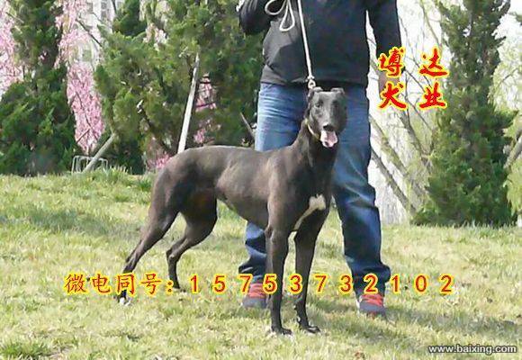 晋城出售全活格力犬，格力犬价格，格力犬养殖场